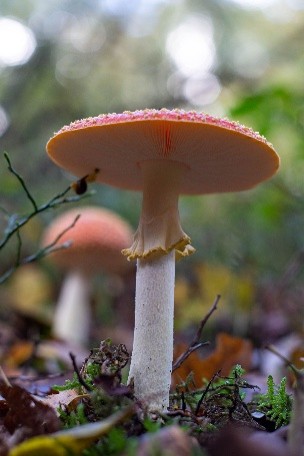 IVN-wandeling paddenstoelentocht 31 oktober 2026